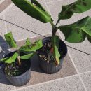 Price Dropped! Dwarf Cavendish Banana Plants For Sale The Villages Florida