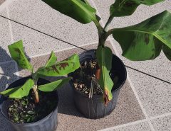 Dwarf Cavendish Banana Plants For Sale The Villages Florida