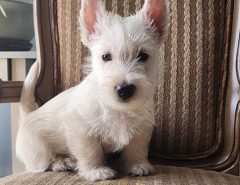 AKC Wheaten Scottish Terrier Puppy For Sale The Villages Florida