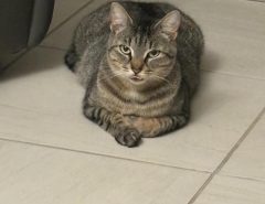 Sweet Tabby cat 2 years old Free The Villages Florida