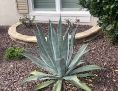 Agave Century Plant The Villages Florida