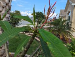Plumeria plant The Villages Florida