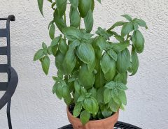 Potted Basil Plant The Villages Florida