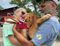 Nonprofit golden retriever/doodle rescue The Villages Florida