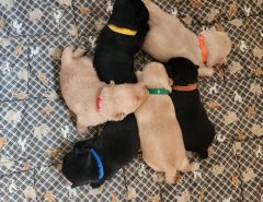 AKC Pure-Bred Scottish Terrier Puppies The Villages Florida