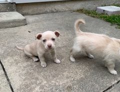 Chihuahua Puppies The Villages Florida