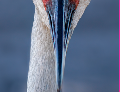 Birds of The Villages, Florida The Villages Florida