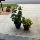 Potted Plants The Villages Florida