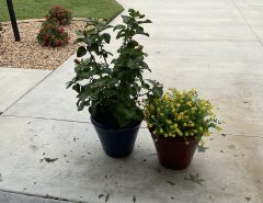 Potted Plants The Villages Florida