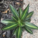 Mini Cactus Pups – Will grow to be @ 10-12″ Across The Villages Florida