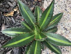 Mini Cactus Pups – Will grow to be @ 10-12″ Across The Villages Florida