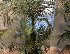 5′ silk house plants The Villages Florida