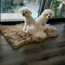 AKC Bichon frize puppy The Villages Florida