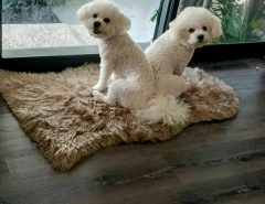 AKC Bichon frize puppy The Villages Florida