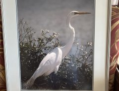 Framed Great Egret Photograph The Villages Florida