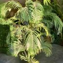 6 ft. artificial Indoor Palm plant The Villages Florida