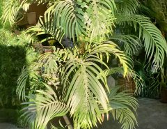 6 ft. artificial Indoor Palm plant The Villages Florida