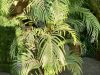 6ft-artificial-indoor-palm-plant