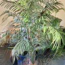 7.5  Tall Palm plant The Villages Florida