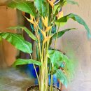 7.5 artificial indoor Banana with Bird of Paradise plant The Villages Florida