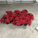 Christmas – 9 Artificial Poinsettias The Villages Florida