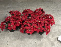 Christmas – 9 Artificial Poinsettias The Villages Florida