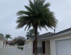 Sylvester Palm Tree The Villages Florida