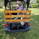 CARRY YOUR DOG OR GOLF BAGS WITH THIS GOLF CART CONVERSION The Villages Florida