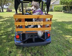 CARRY YOUR DOG OR GOLF BAGS WITH THIS GOLF CART CONVERSION The Villages Florida