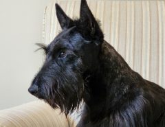 AKC Scottish Terrier Puppies For Sale The Villages Florida