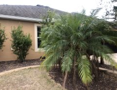 Free trees, bushes & plants The Villages Florida