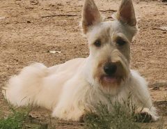 AKC Scottish Terrier Puppies For Sale The Villages Florida