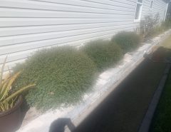 Free Landscaping shrubs The Villages Florida