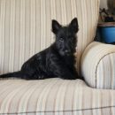 AKC Scottish Terrier Puppies For Sale The Villages Florida