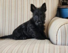 AKC Scottish Terrier Puppies For Sale The Villages Florida