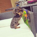 Mini Dashshund puppies for sale The Villages Florida