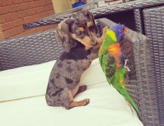 Mini Dashshund puppies for sale The Villages Florida