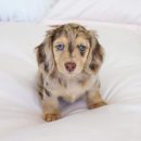 Cheap Dachshund puppies for sale The Villages Florida