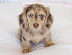 Cheap Dachshund puppies for sale The Villages Florida