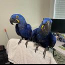 Male and female Macaw parrots healthy for sale The Villages Florida
