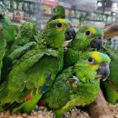 We have Macaw parrot’s available for sale and adoption The Villages Florida