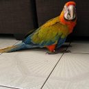Macaw parrot’s for sale and adoption near you available. The Villages Florida