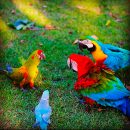 Pair of hyacinth macaw available for rehoming The Villages Florida