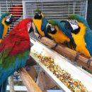 We have all kinds of birds available for sale The Villages Florida