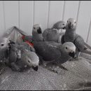 Birds available for sale near you The Villages Florida