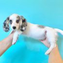 Dachshund puppies for Rehoming The Villages Florida