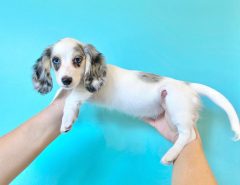 Dachshund puppies for Rehoming The Villages Florida