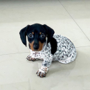 Male & Female Dashshund puppies for sale The Villages Florida