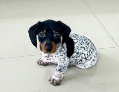 Male & Female Dashshund puppies for sale The Villages Florida