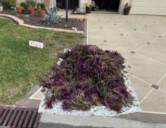 FREE – oyster plants The Villages Florida